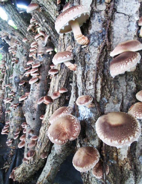 Shiitake Mushroom Logs Fruiting | Jupiter Ridge LLC