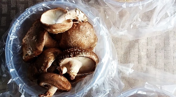 Jupiter Ridge’s Successful First Season 2017!