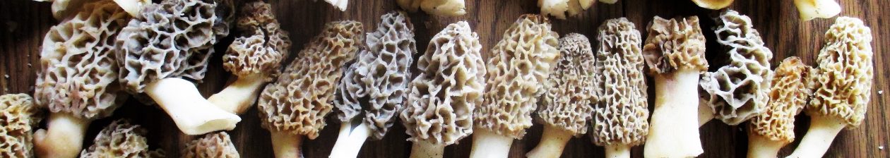 – Jupiter Ridge Farm –