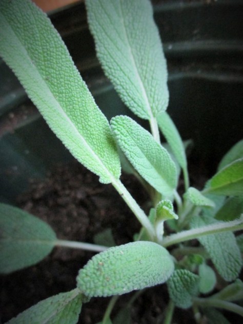 Sage | Jupiter Ridge Farm