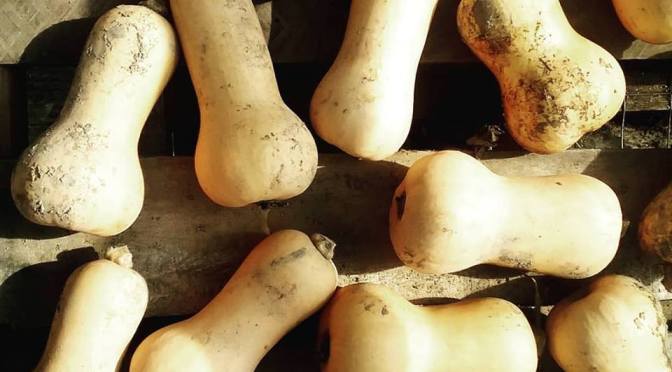 Jupiter Ridge 2019 CSA | Week 19 (Final Week!)