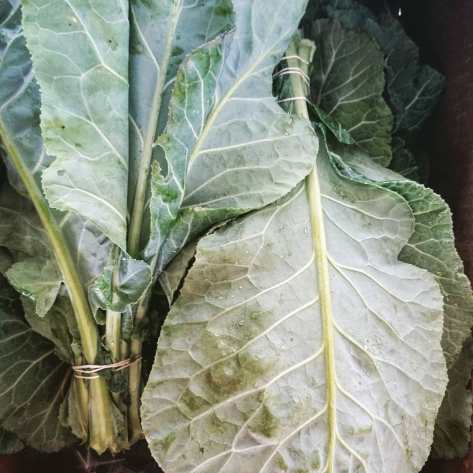 Collard Bunches