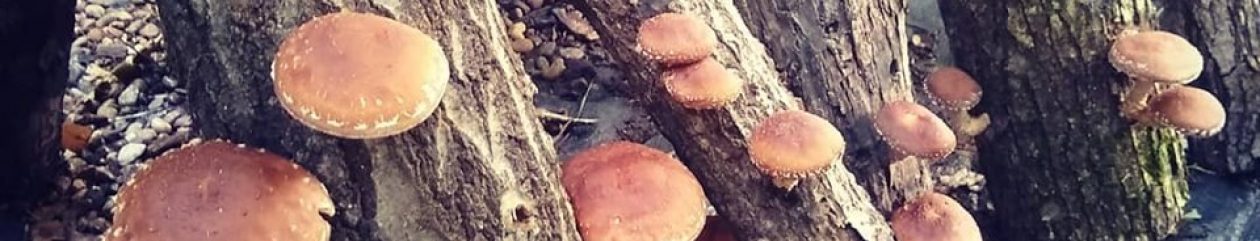 – Jupiter Ridge Farm –