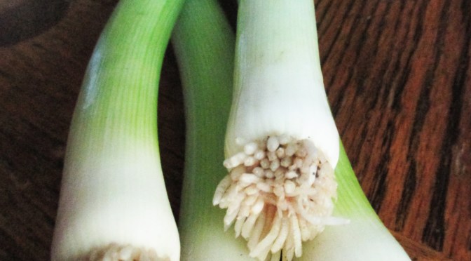 Jupiter Ridge 2019 CSA | Week 6