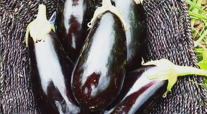 Jupiter Ridge 2019 CSA | Week 9