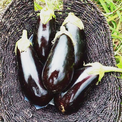 Eggplants | Jupiter Ridge Farm