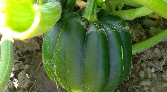 Jupiter Ridge 2019 CSA | Week 7