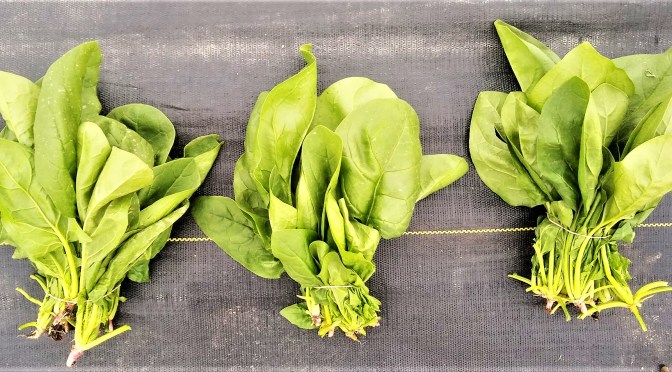 Jupiter Ridge 2019 CSA | Week 11