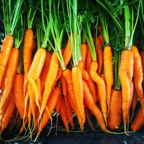 Beautiful Carrots | Jupiter Ridge Farm