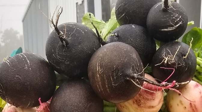 Jupiter Ridge CSA 2019 | Week 15