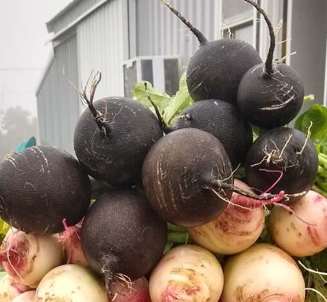 Black Spanish Radishes | Jupiter Ridge Farm