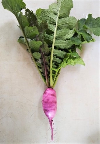Daikon Radish | Jupiter Ridge Farm