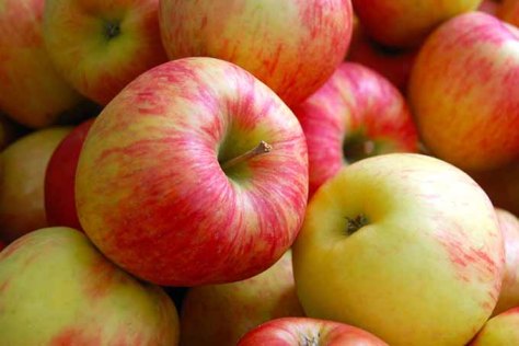 Apples | Jupiter Ridge Farm