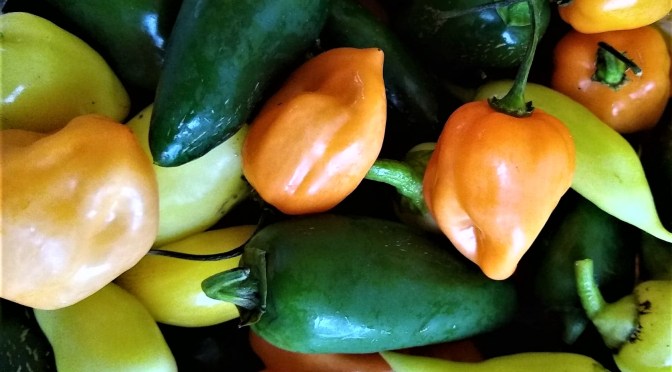 Jupiter Ridge CSA 2019 | Week 13