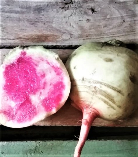 Sliced Watermelon Radish | Jupiter Ridge Farm