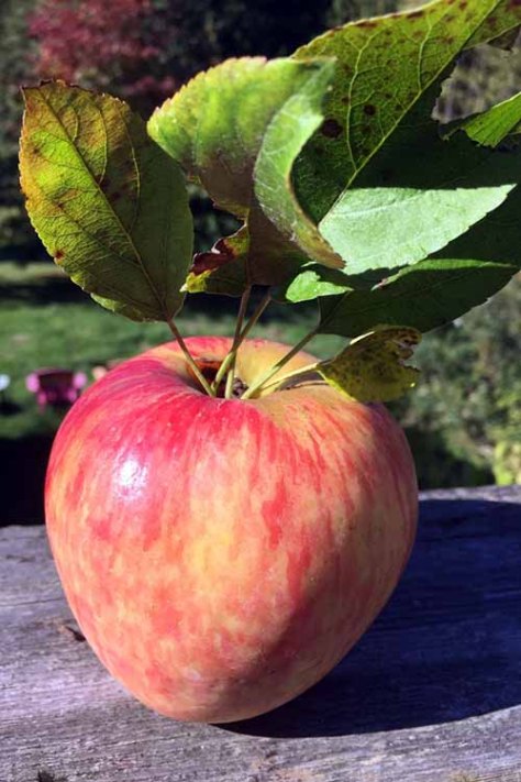 Apple | Jupiter Ridge Farm
