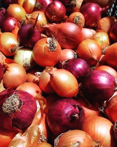 Onions | Jupiter Ridge Farm