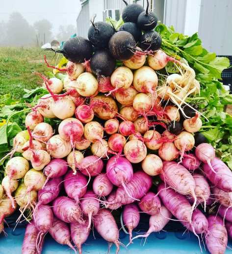 Winter Radishes | Jupiter Ridge Farm