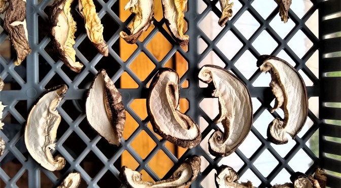 Jupiter Ridge 2019 CSA | Week 18