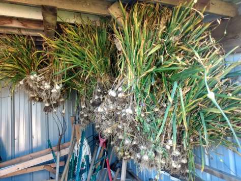 Drying Garlic | Jupiter Ridge Farm