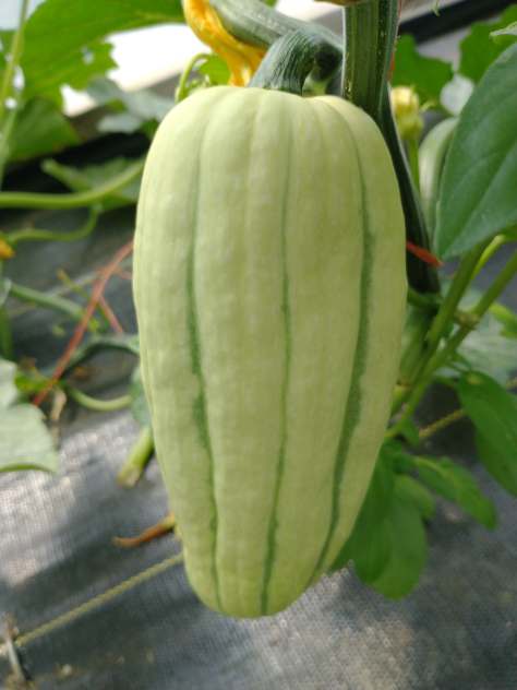 Greenhouse Delicata | Jupiter Ridge Farm