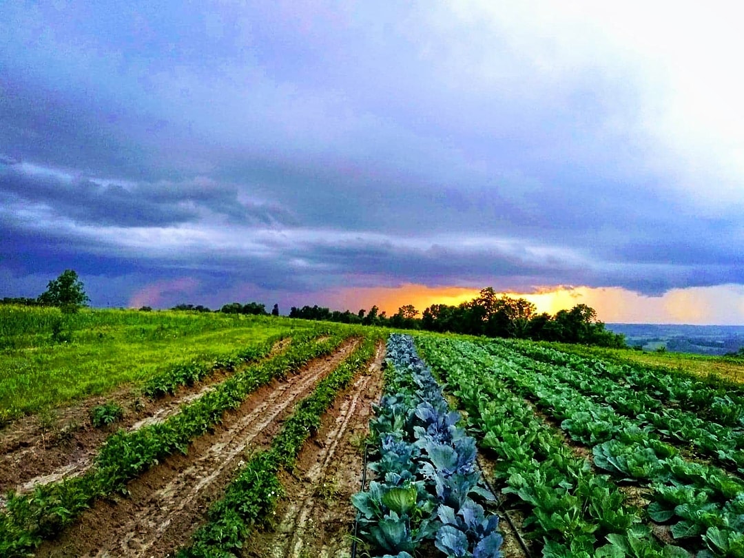Jupiter Ridge 2020 CSA | Week 1! | – Jupiter Ridge Farm