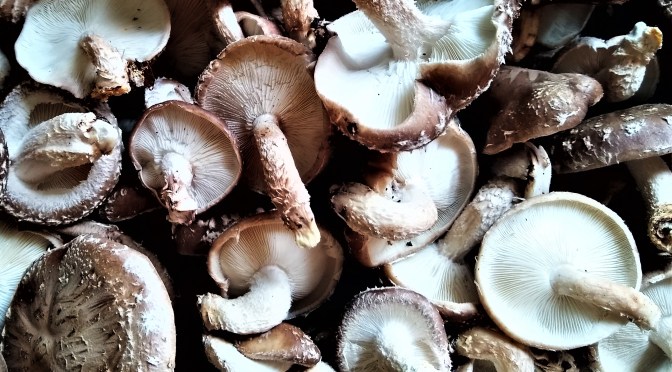 Jupiter Ridge 2020 CSA | Week 3