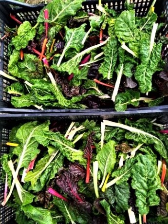 Organic Chard | Jupiter Ridge Farm