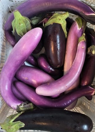 Asian and Italian Eggplants | Jupiter Ridge Farm