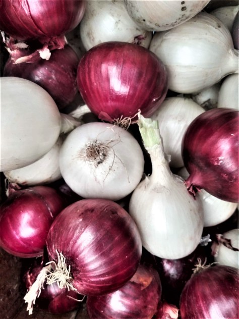 Red and White Onions | Jupiter Ridge Farm