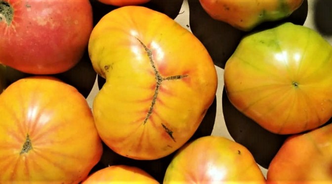 Jupiter Ridge 2020 CSA | Week 4 & Return of Farm Share Boxes