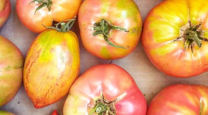 Jupiter Ridge 2020 CSA | Week 7 (Deliveries and Pick Up Back to Normal!)