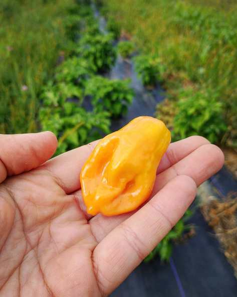 Habanero | Jupiter Ridge Farm