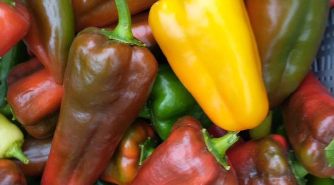 Jupiter Ridge 2020 CSA | Week 9