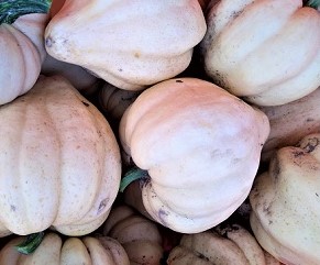 Thelma Sanders Squash | Jupiter Ridge Farm