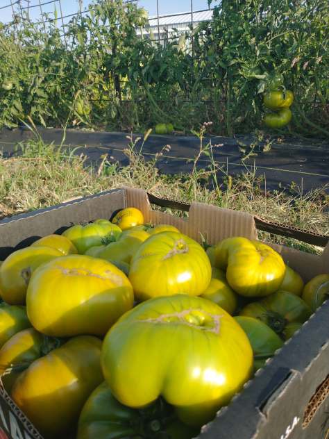 Cherokee Green Tomatoes | Jupiter Ridge Farm