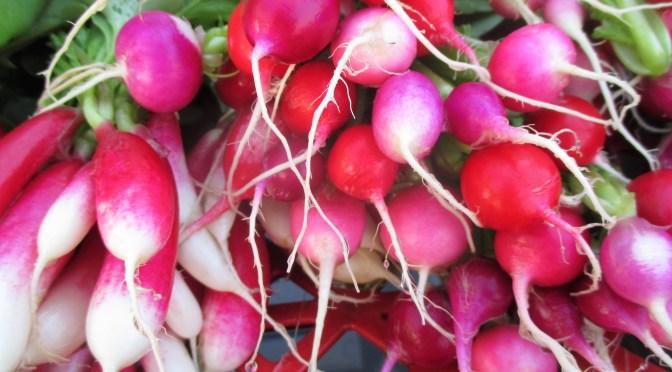 Spring Radish | Jupiter Ridge Farm